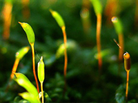 African Green Revolution Forum